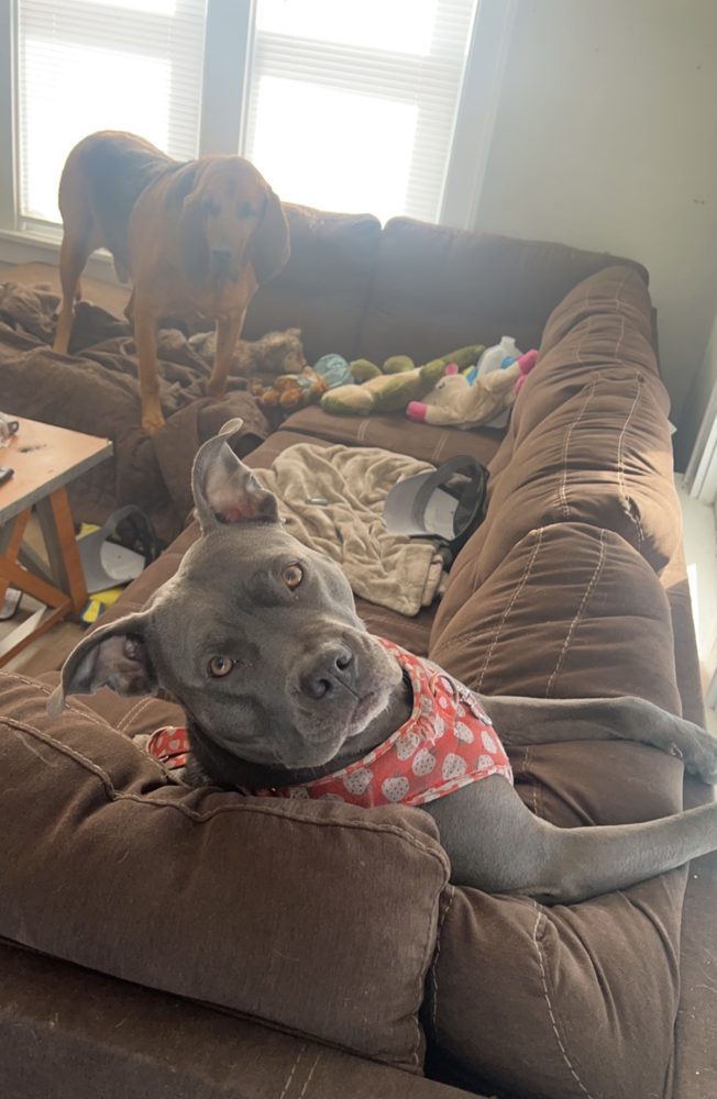 A grey pit bull in a strawberry harness on the couch, hound in the background