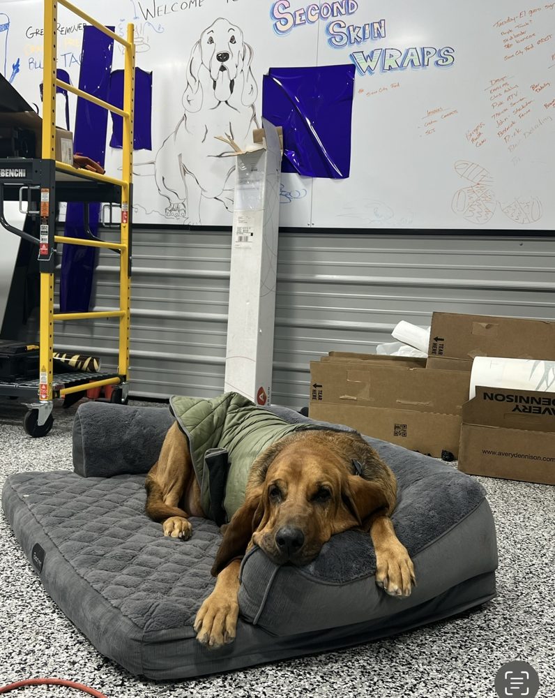 Our bloodhound asleep on a dog bed in the shop