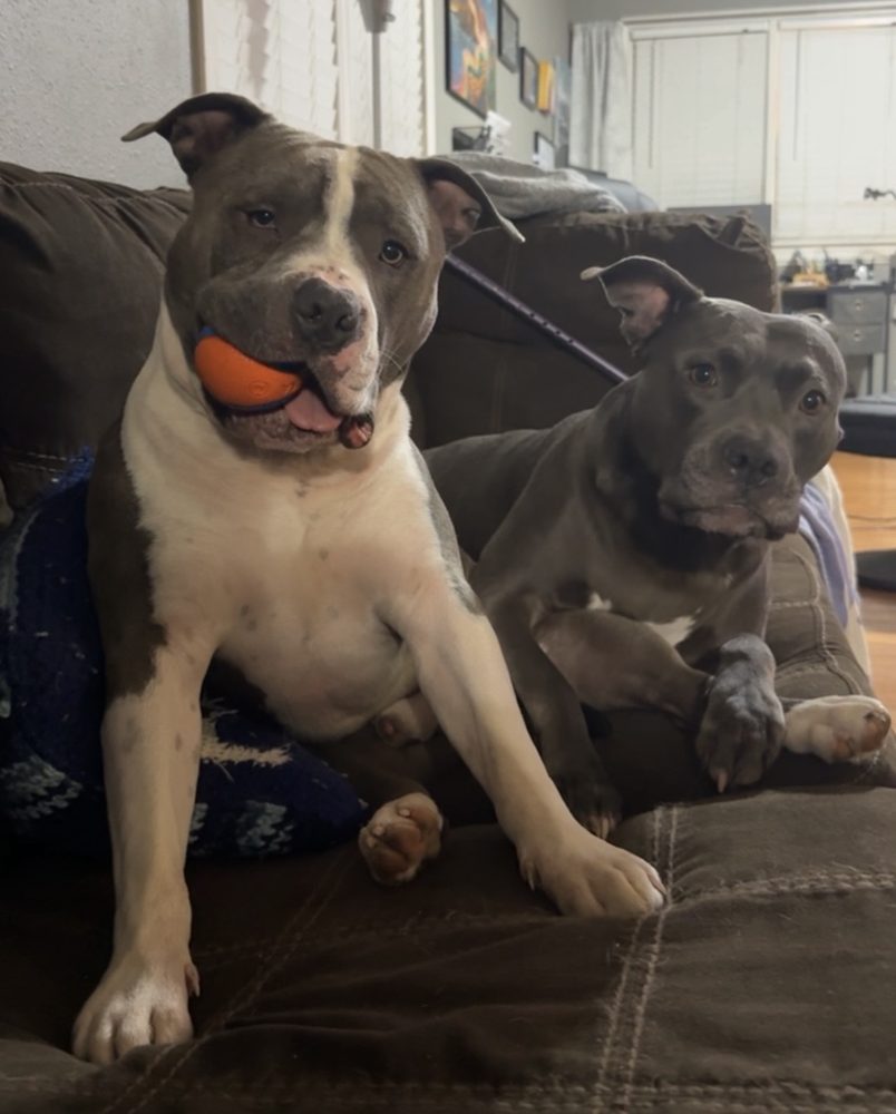 Two pit bulls hanging out on the couch, one holding an orange ball