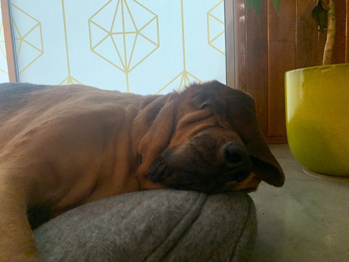 One of our dogs stretched out beside us