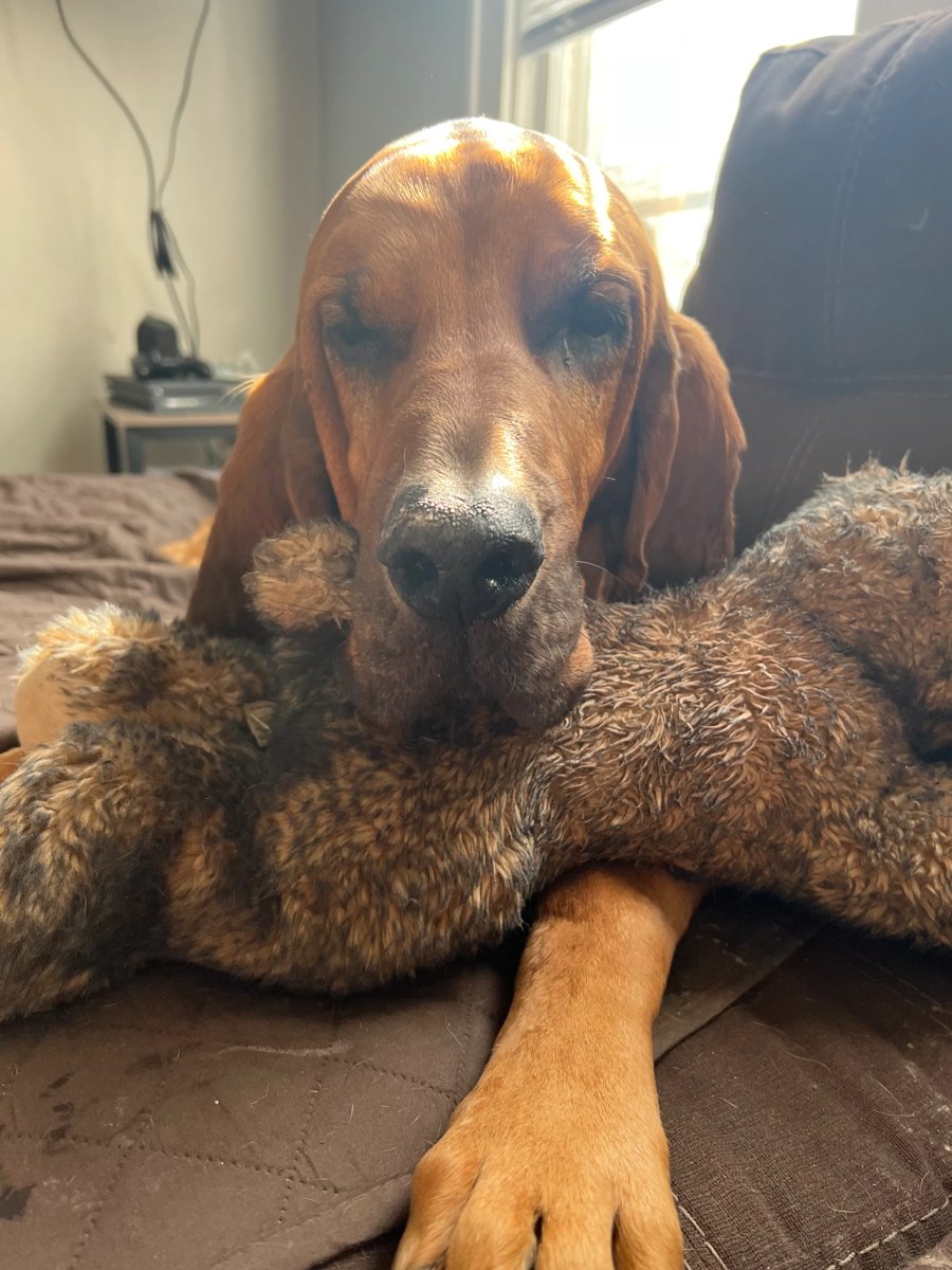 One of our dogs hanging out at home
